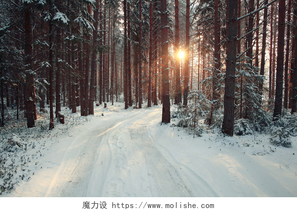 白雪覆盖的森林景观冬季松树林